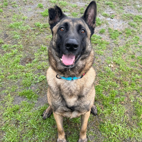 Dog for adoption - Kaiser, a Belgian Shepherd / Malinois Mix in Fort ...