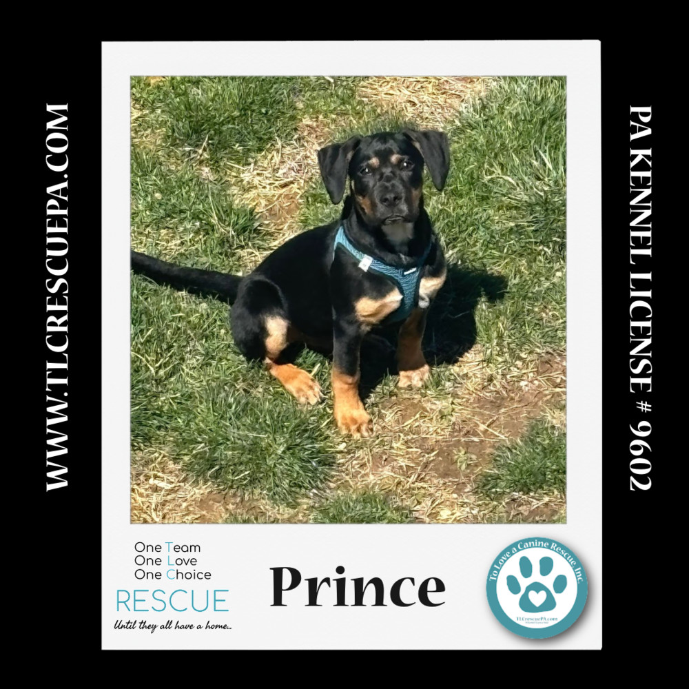 Prince (Petunia's Pups) 012724