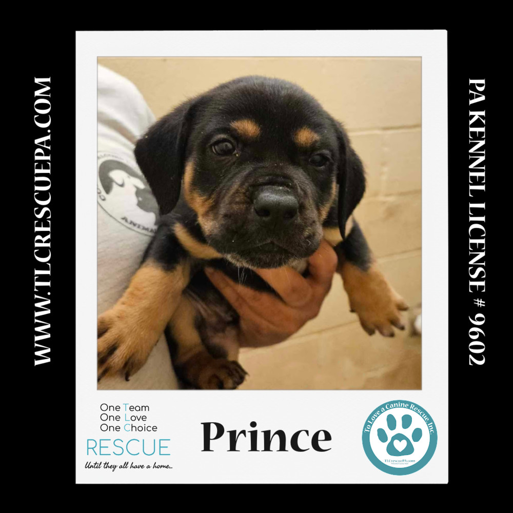 Prince (Petunia's Pups) 012724