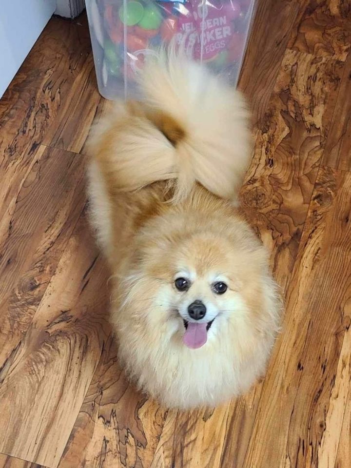 Dog for adoption Nutmeg Cha Cha a Pomeranian in Edwards IL