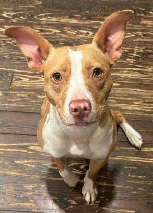 Meet Bunny a playful and energetic one-year-old pup whos ready to hop into you