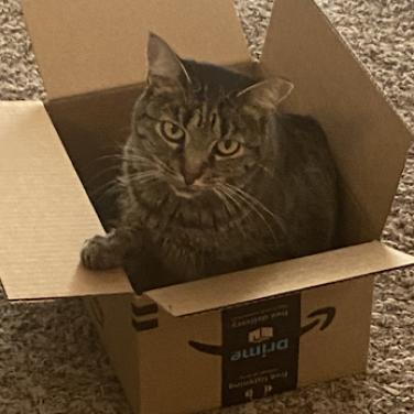 Fruits Basket, an adoptable Domestic Short Hair in Austin, TX, 78704 | Photo Image 4