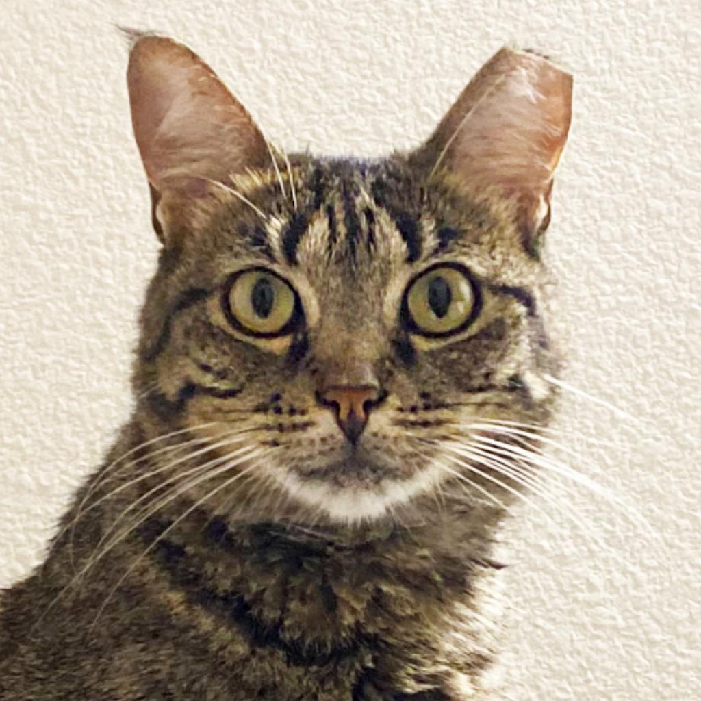 Fruits Basket, an adoptable Domestic Short Hair in Austin, TX, 78704 | Photo Image 6