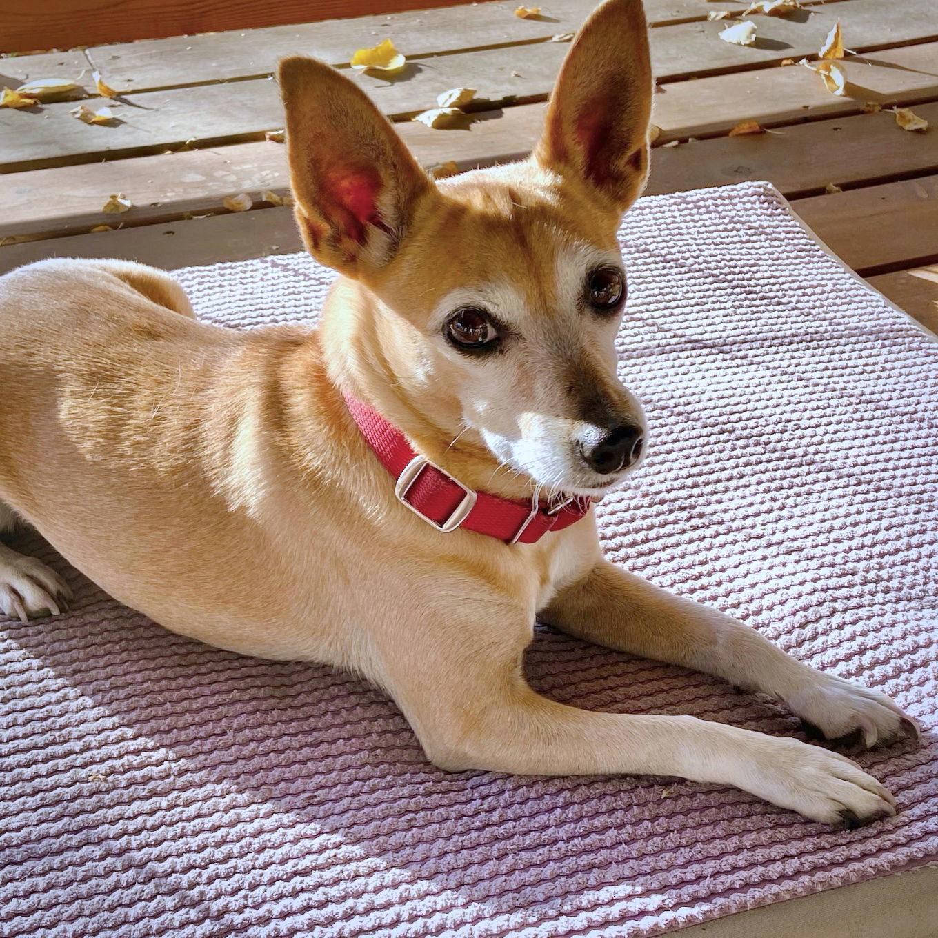 Cedar (ID), an adoptable Rat Terrier in Naples, ID, 83847 | Photo Image 1