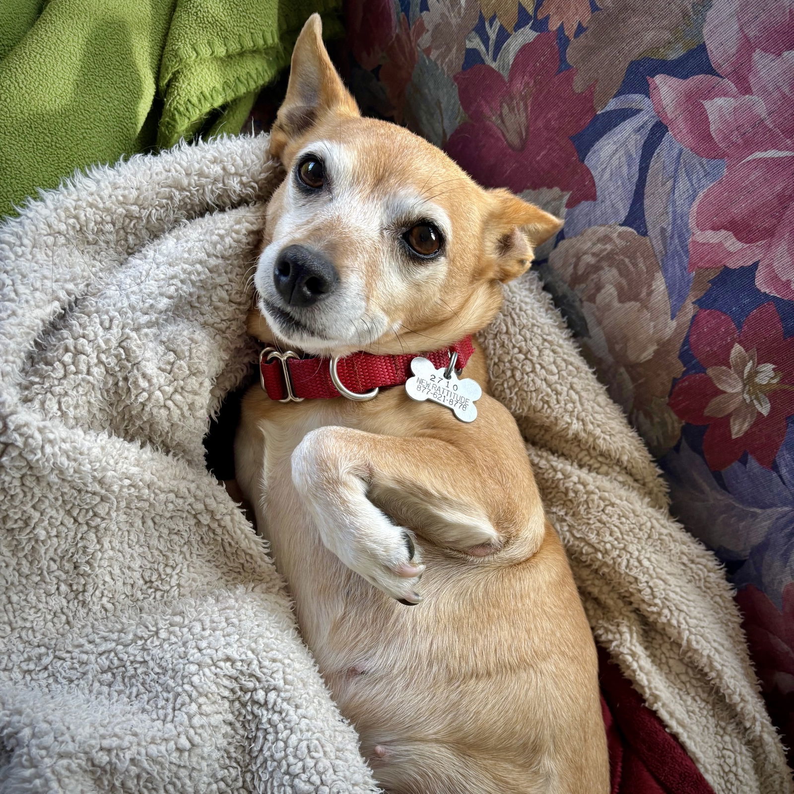 Cedar (WA), an adoptable Rat Terrier in Pullman, WA, 99163 | Photo Image 1