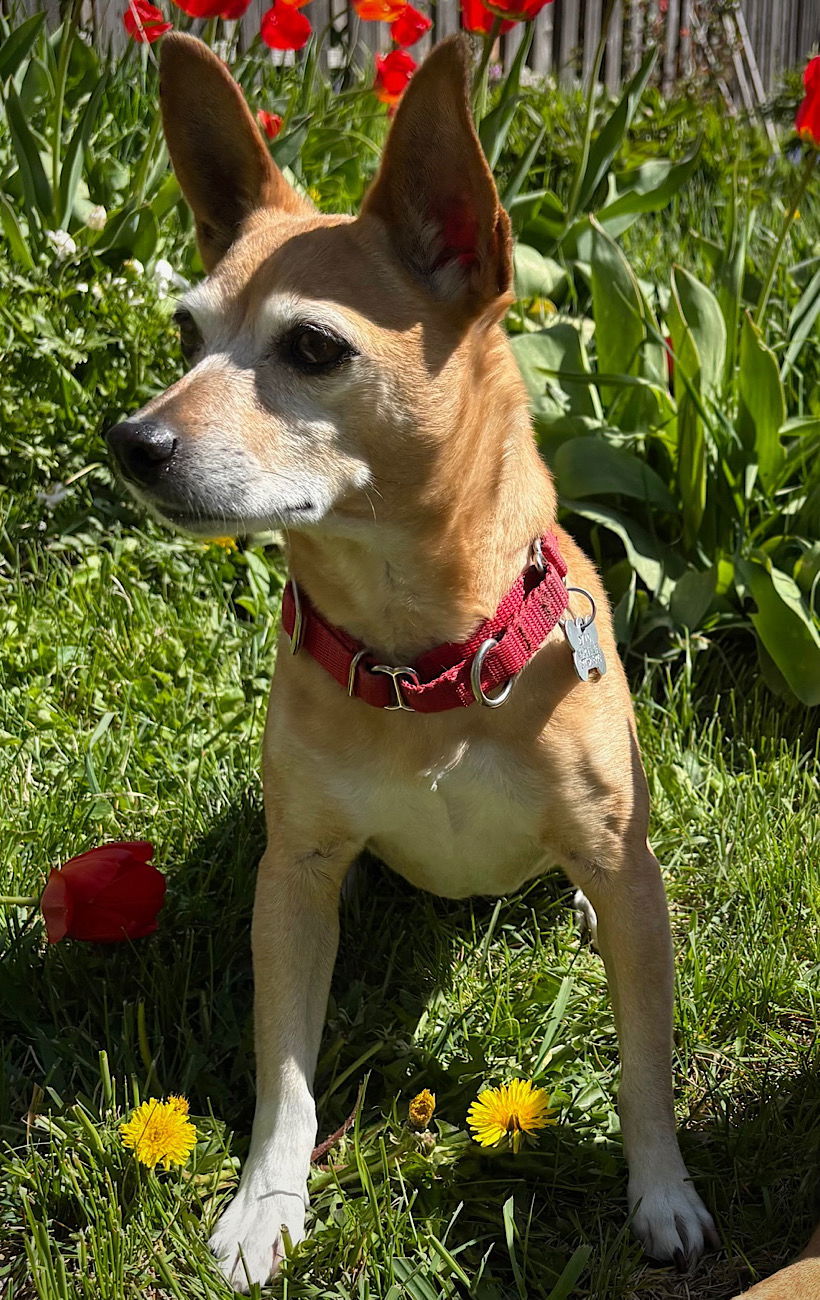 Cedar (WA), an adoptable Rat Terrier in Pullman, WA, 99163 | Photo Image 1