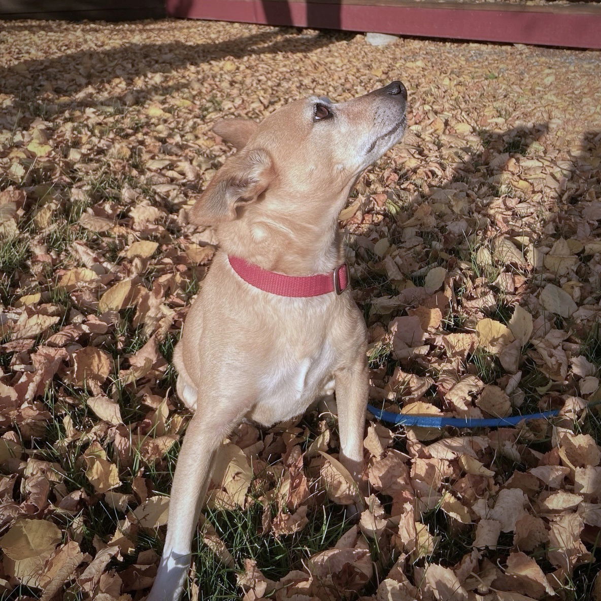 Cedar (ID), an adoptable Rat Terrier in Naples, ID, 83847 | Photo Image 2