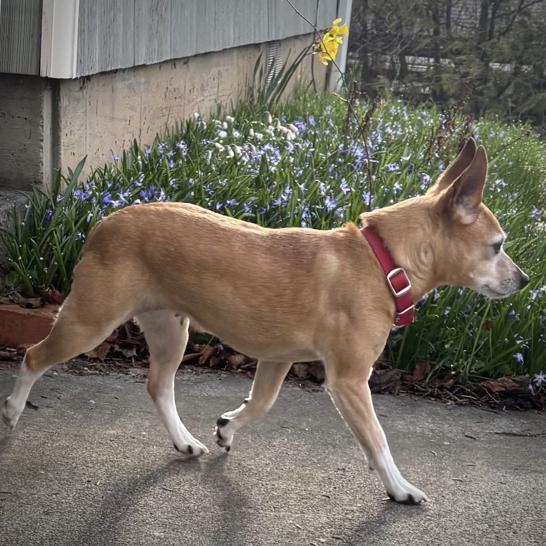 Cedar (WA), an adoptable Rat Terrier in Pullman, WA, 99163 | Photo Image 2
