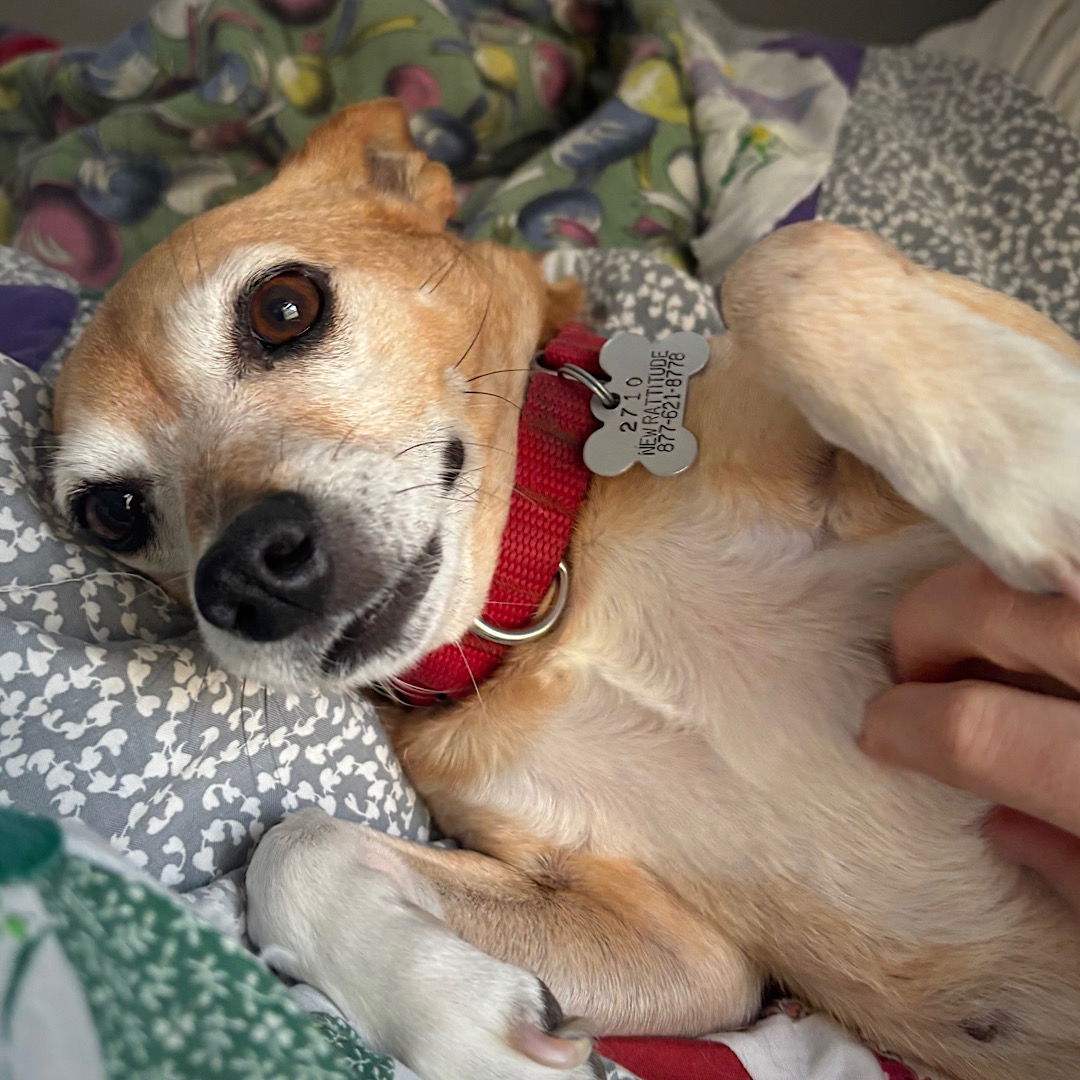 Cedar (WA), an adoptable Rat Terrier in Pullman, WA, 99163 | Photo Image 2