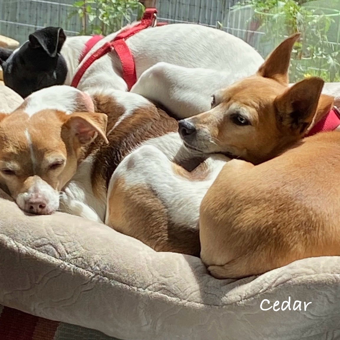 Cedar (ID), an adoptable Rat Terrier in Naples, ID, 83847 | Photo Image 3