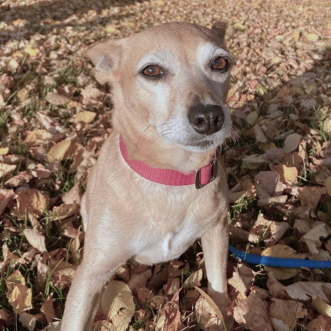 Cedar (ID), an adoptable Rat Terrier in Naples, ID, 83847 | Photo Image 3