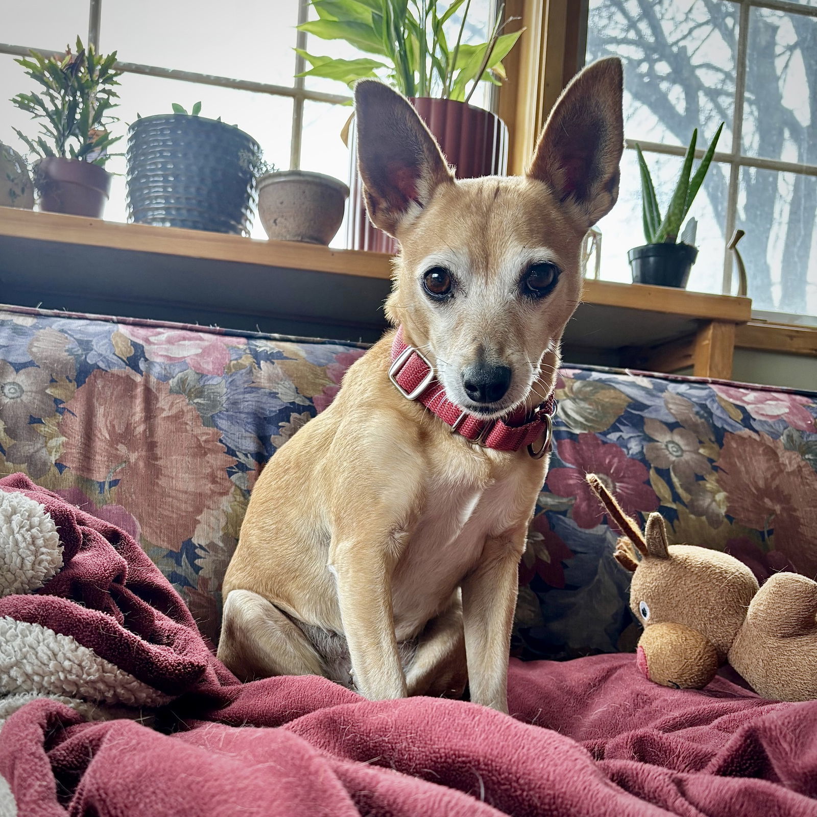 Cedar (WA), an adoptable Rat Terrier in Pullman, WA, 99163 | Photo Image 3