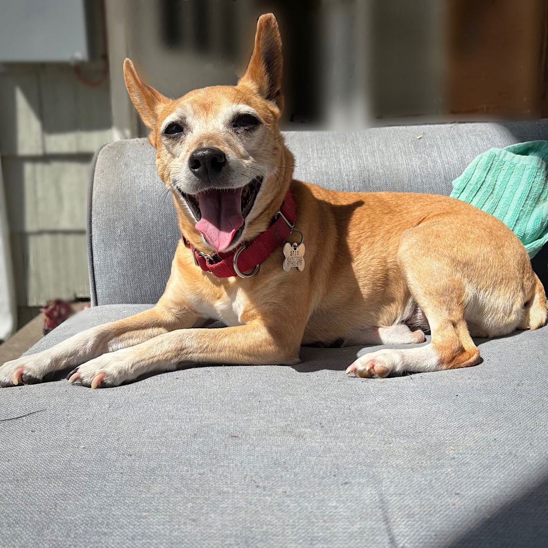 Cedar (WA), an adoptable Rat Terrier in Pullman, WA, 99163 | Photo Image 3