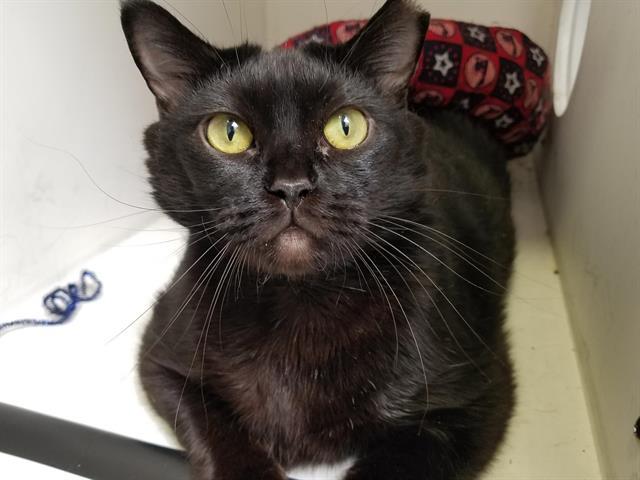 RAE, an adoptable Domestic Short Hair in Albuquerque, NM, 87112 | Photo Image 1