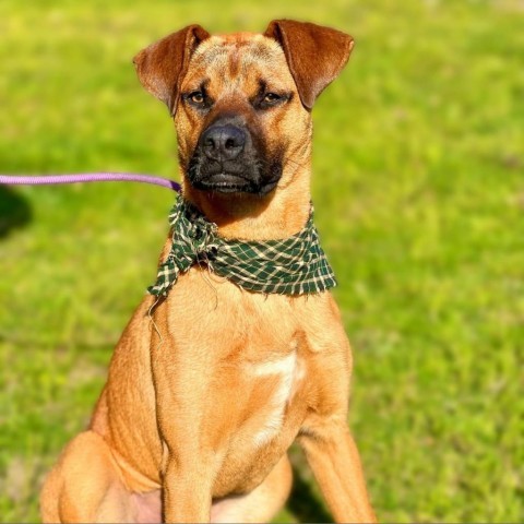 Deuce, an adoptable Boxer, Black Mouth Cur in Wadena, MN, 56482 | Photo Image 1