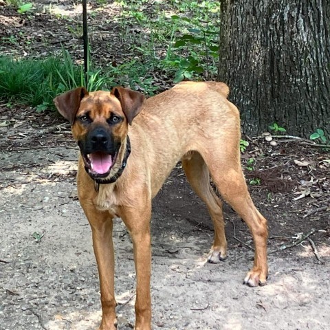 Deuce, an adoptable Boxer, Black Mouth Cur in Wadena, MN, 56482 | Photo Image 4