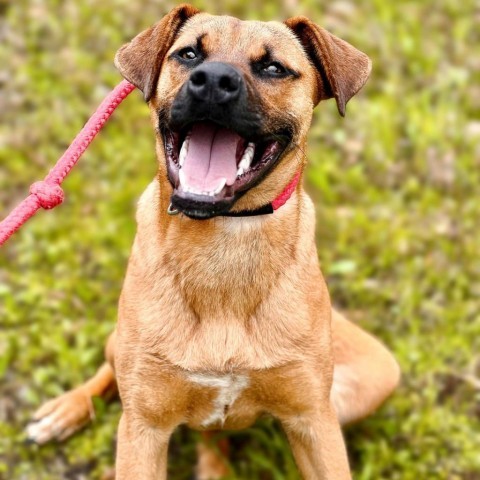 Deuce, an adoptable Boxer, Black Mouth Cur in Wadena, MN, 56482 | Photo Image 5