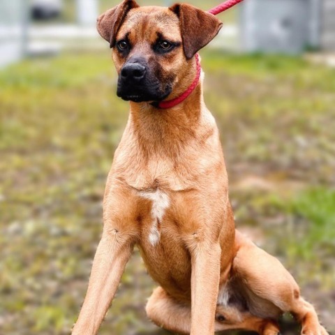 Deuce, an adoptable Boxer, Black Mouth Cur in Wadena, MN, 56482 | Photo Image 6