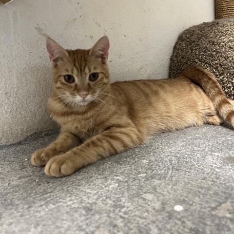 Vader, an adoptable Domestic Short Hair in Guaynabo, PR, 00969 | Photo Image 1