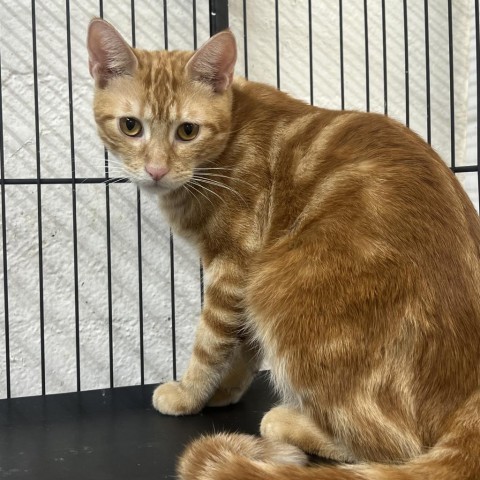 Pierre, an adoptable Domestic Short Hair in Guaynabo, PR, 00969 | Photo Image 1