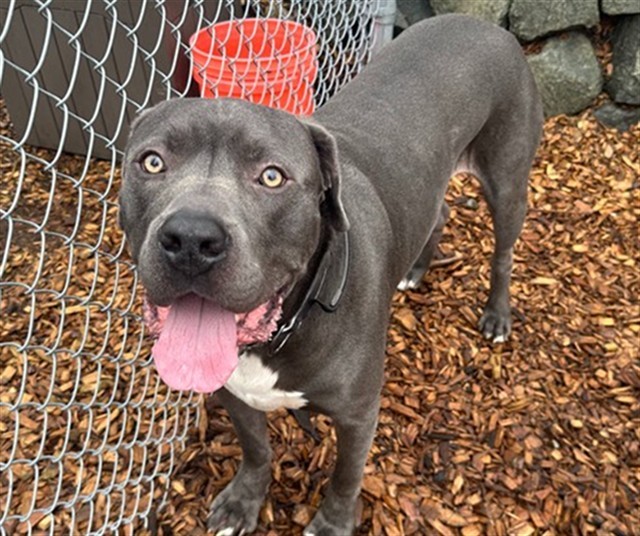 COMMANDER, an adoptable Pit Bull Terrier, Mixed Breed in Tacoma, WA, 98464 | Photo Image 1