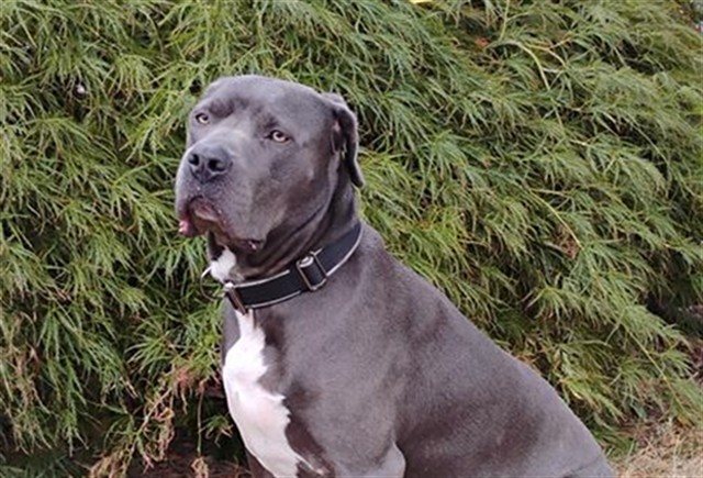 COMMANDER, an adoptable Pit Bull Terrier, Mixed Breed in Tacoma, WA, 98464 | Photo Image 1