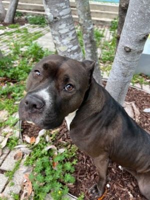 Hello my name is Amren I am a three year-old Pitbull ready to find my forever home I am the