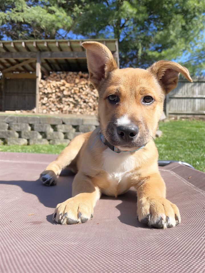 Dog for adoption Nugget Nougat a Corgi Shepherd Mix in