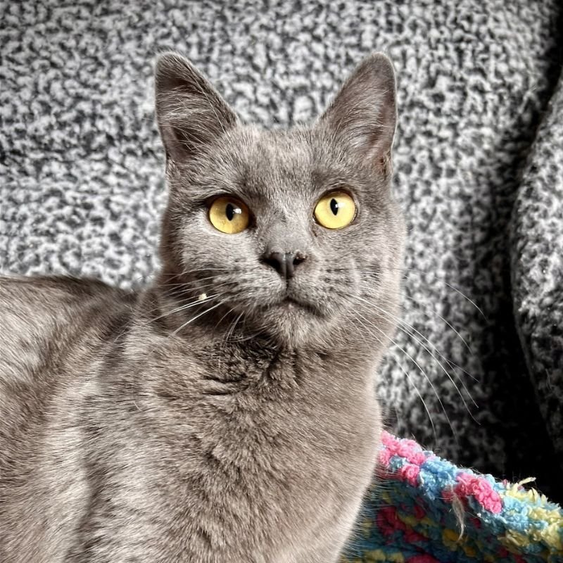 Jubilee, an adoptable Domestic Short Hair in Laramie, WY, 82073 | Photo Image 1