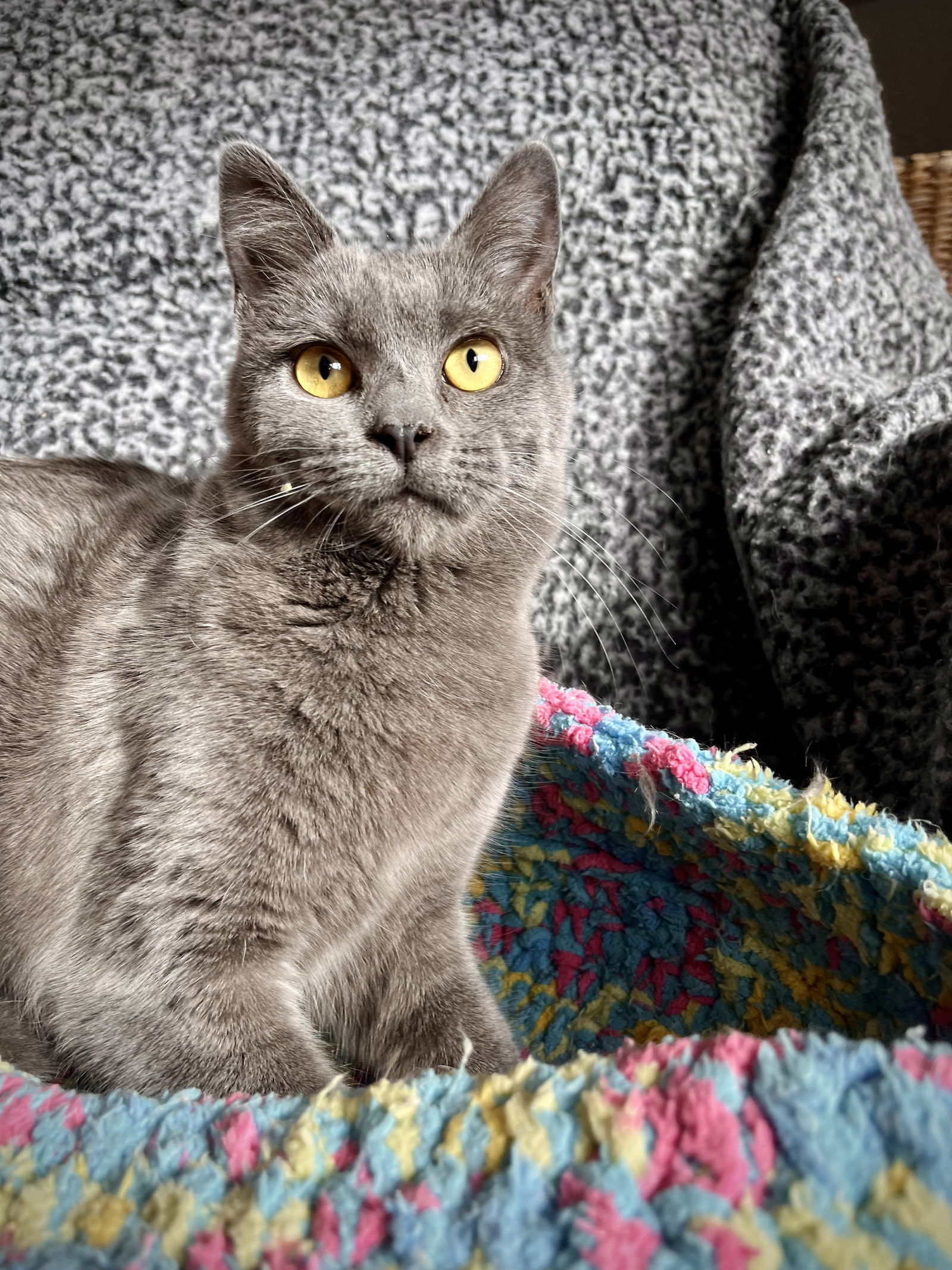 Jubilee (Looking for a Foster or Adoptor), an adoptable Domestic Short Hair in Laramie, WY, 82073 | Photo Image 2