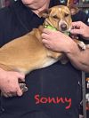 Sonny photo 1