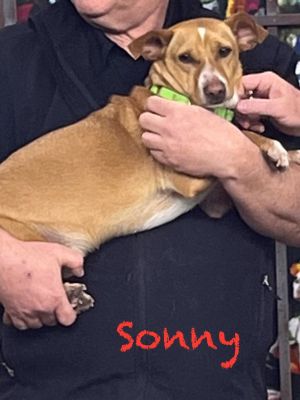 Sonny, Young Male unknown