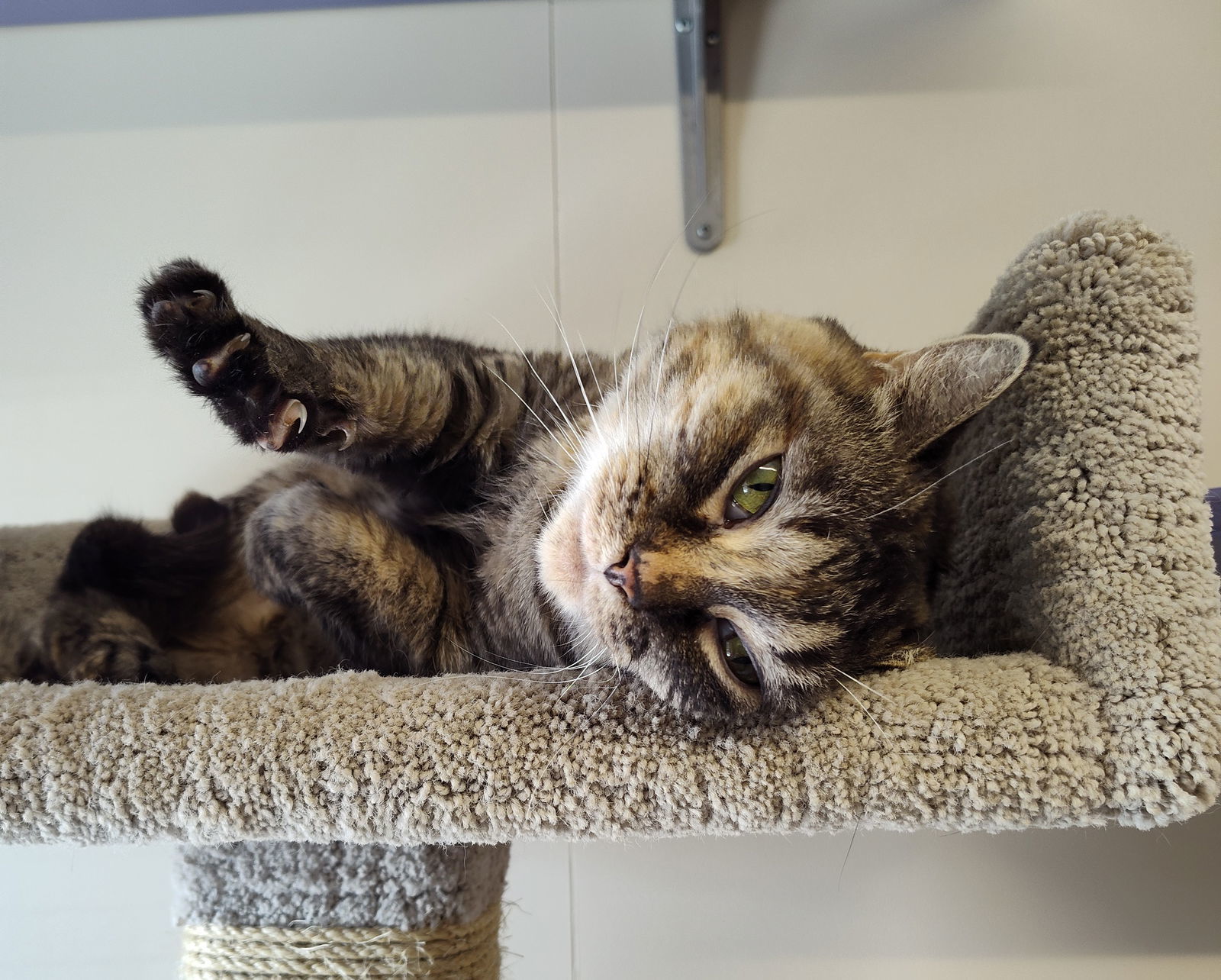 Lacy, an adoptable Domestic Short Hair in Arlington, VT, 05250 | Photo Image 1