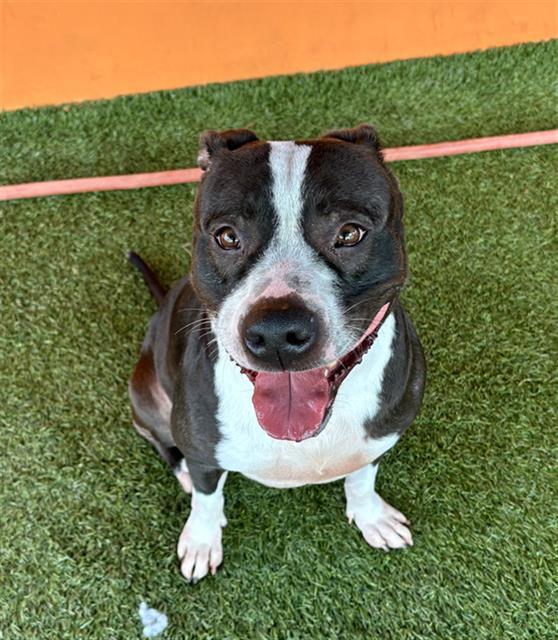 LILO, an adoptable American Bulldog in Miami, FL, 33122 | Photo Image 1