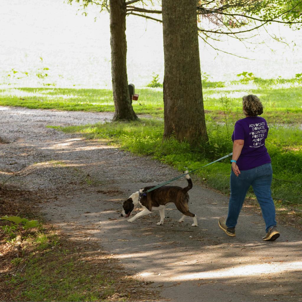 Izzy, an adoptable Foxhound in Blairsville, GA, 30512 | Photo Image 3