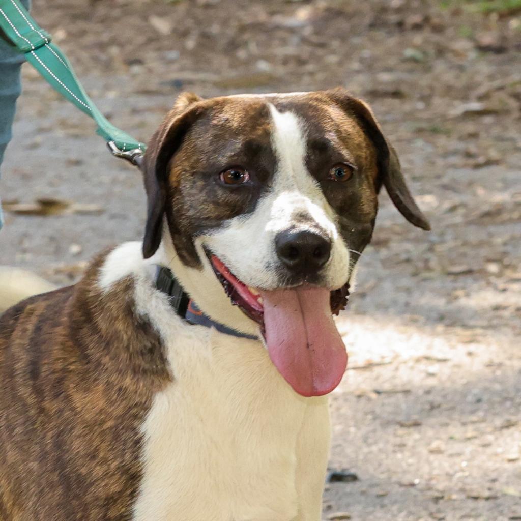 Izzy, an adoptable Foxhound in Blairsville, GA, 30512 | Photo Image 3