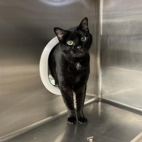 Boo Boo, an adoptable Domestic Short Hair in Spokane, WA, 99202 | Photo Image 1