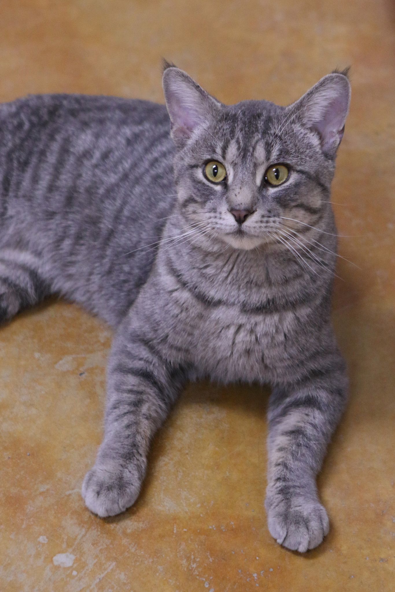 Franklin