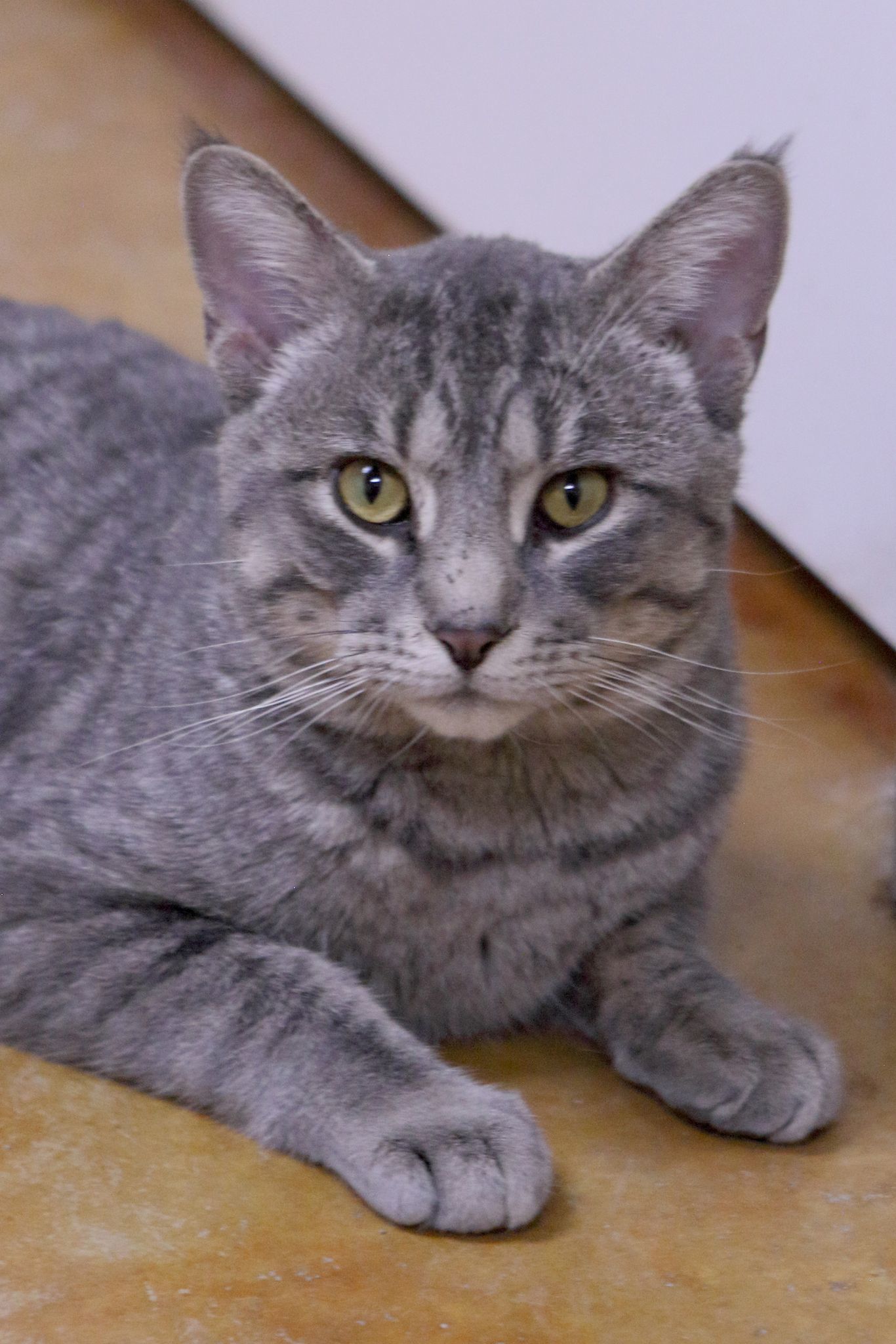 Franklin