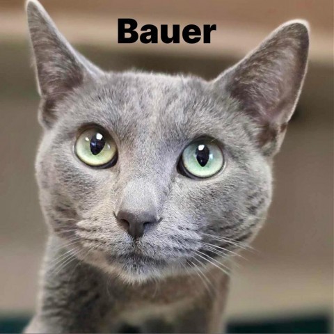 Bauer 240206