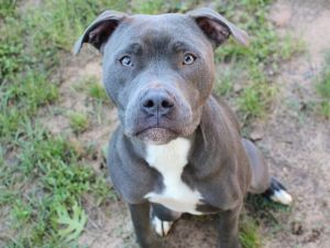 TIPSY American Staffordshire Terrier Dog