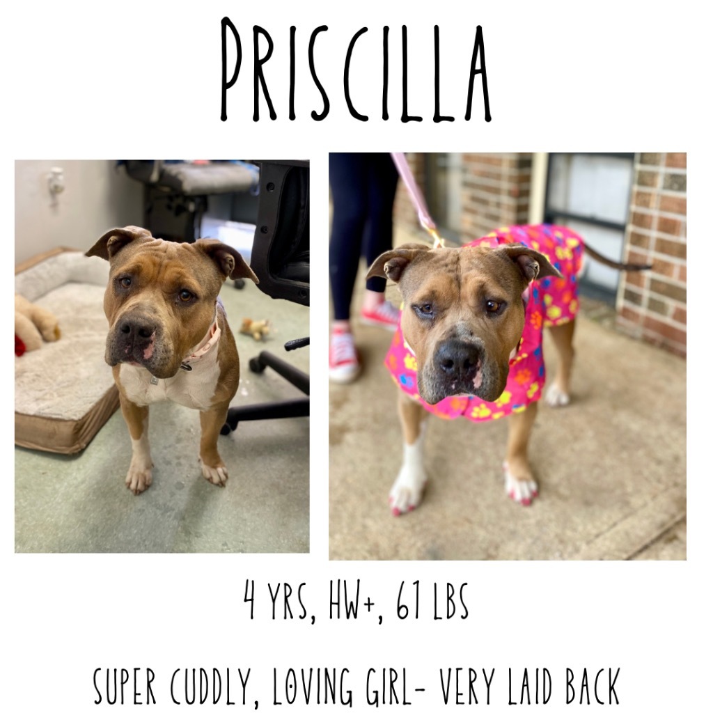 Priscilla detail page