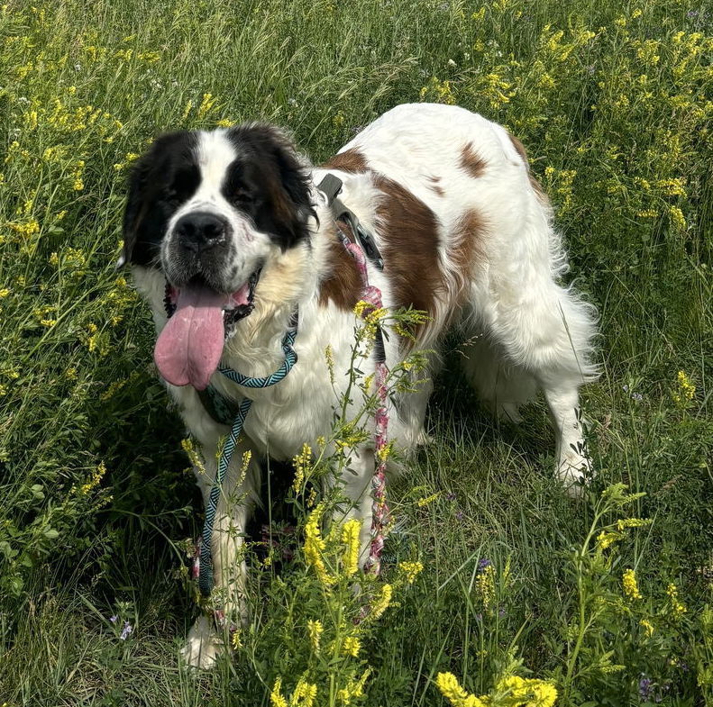 Summit, an adoptable Saint Bernard in Fargo, ND, 58103 | Photo Image 1