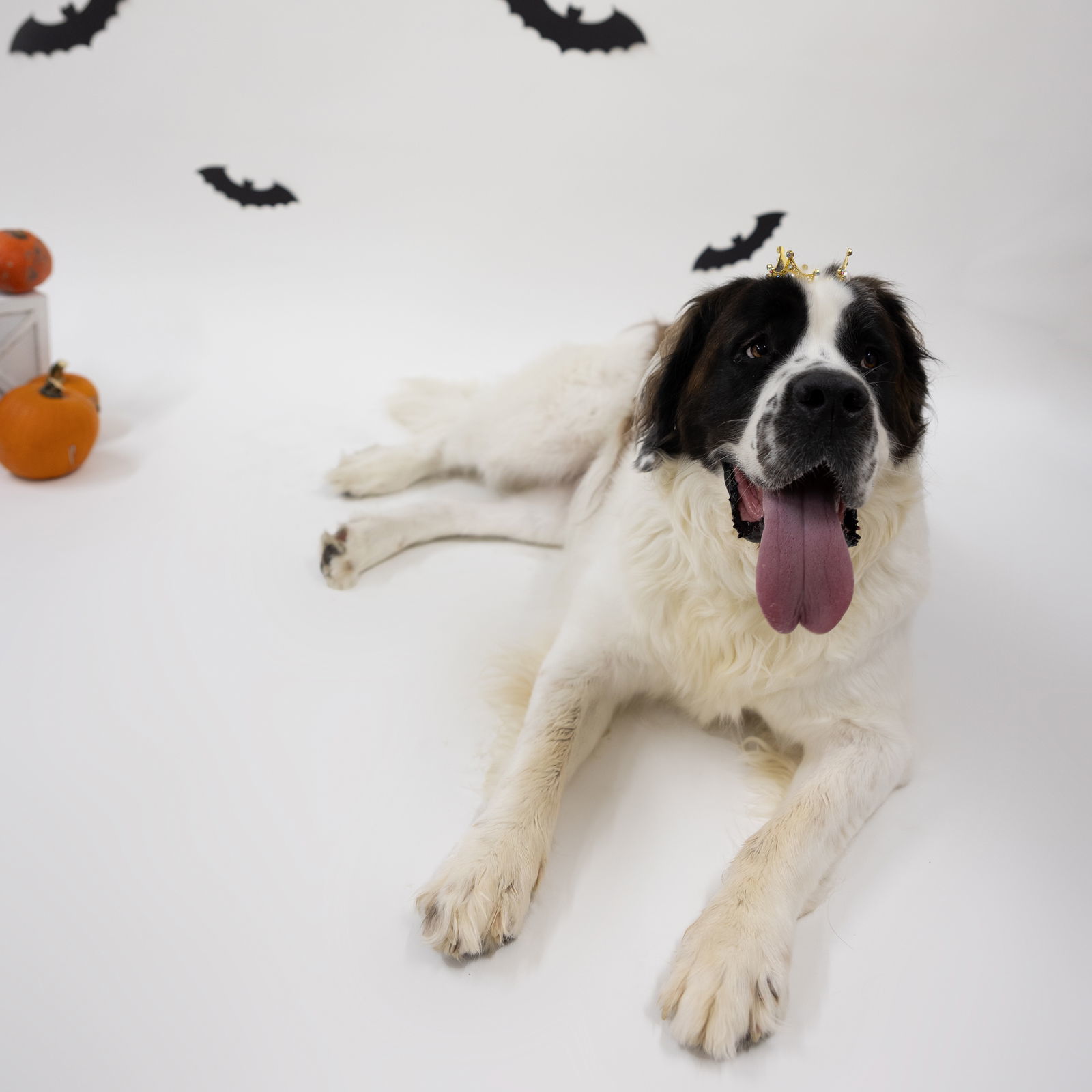 Summit, an adoptable Saint Bernard in Fargo, ND, 58103 | Photo Image 1
