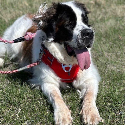 Summit, an adoptable Saint Bernard in Fargo, ND, 58103 | Photo Image 1