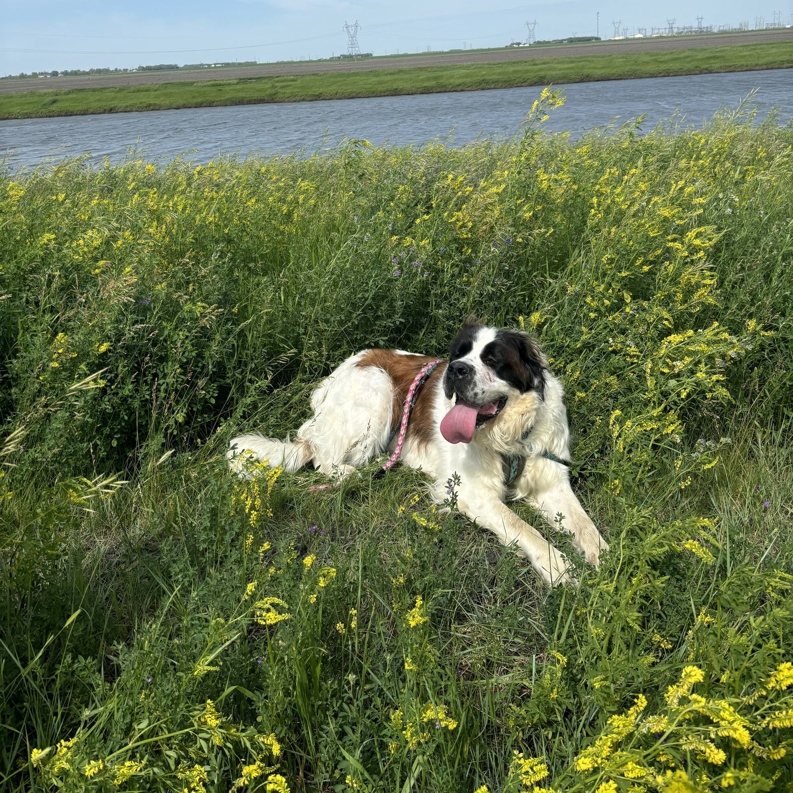 Summit, an adoptable Saint Bernard in Fargo, ND, 58103 | Photo Image 2