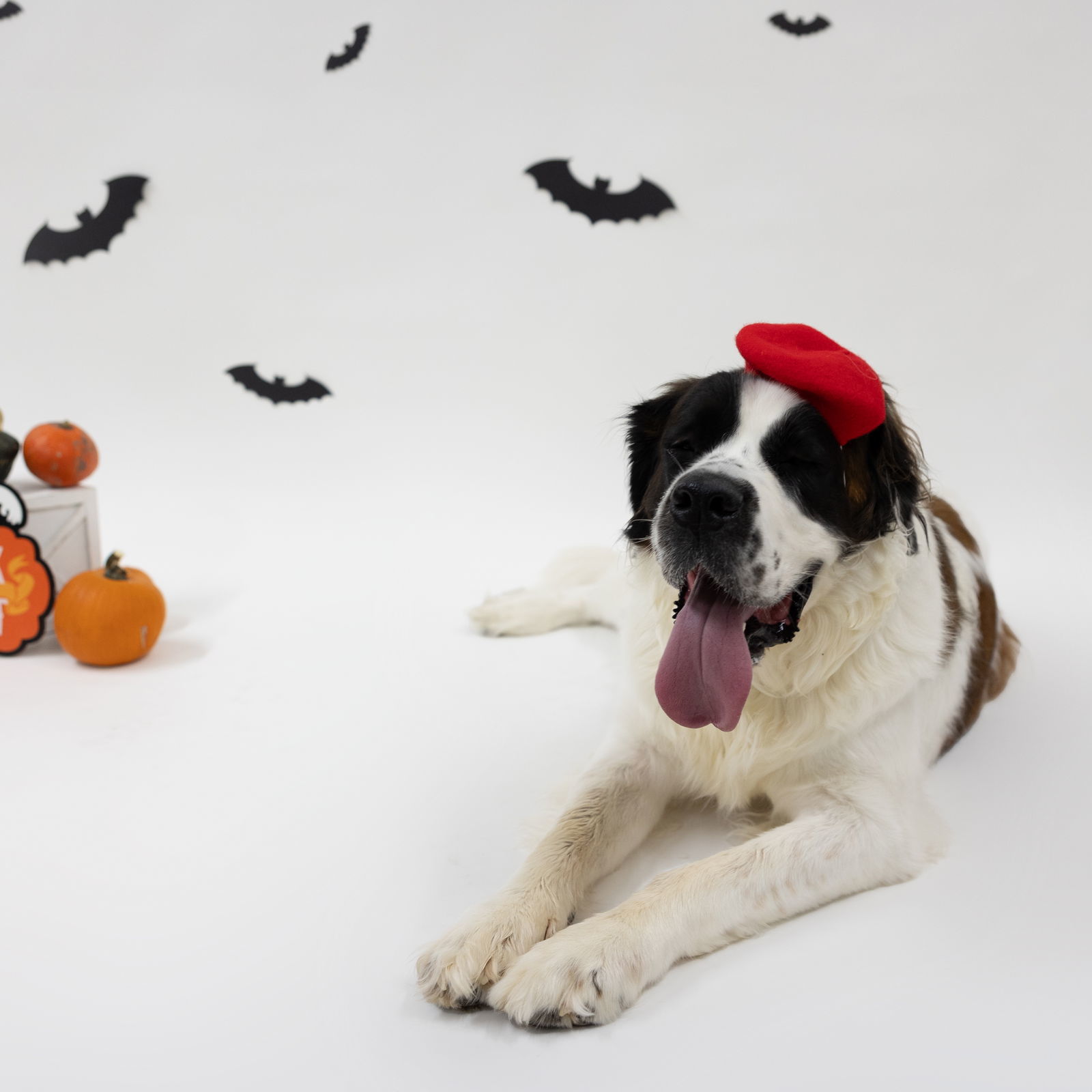 Summit, an adoptable Saint Bernard in Fargo, ND, 58103 | Photo Image 2