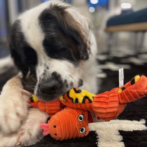 Summit, an adoptable Saint Bernard in Fargo, ND, 58103 | Photo Image 2