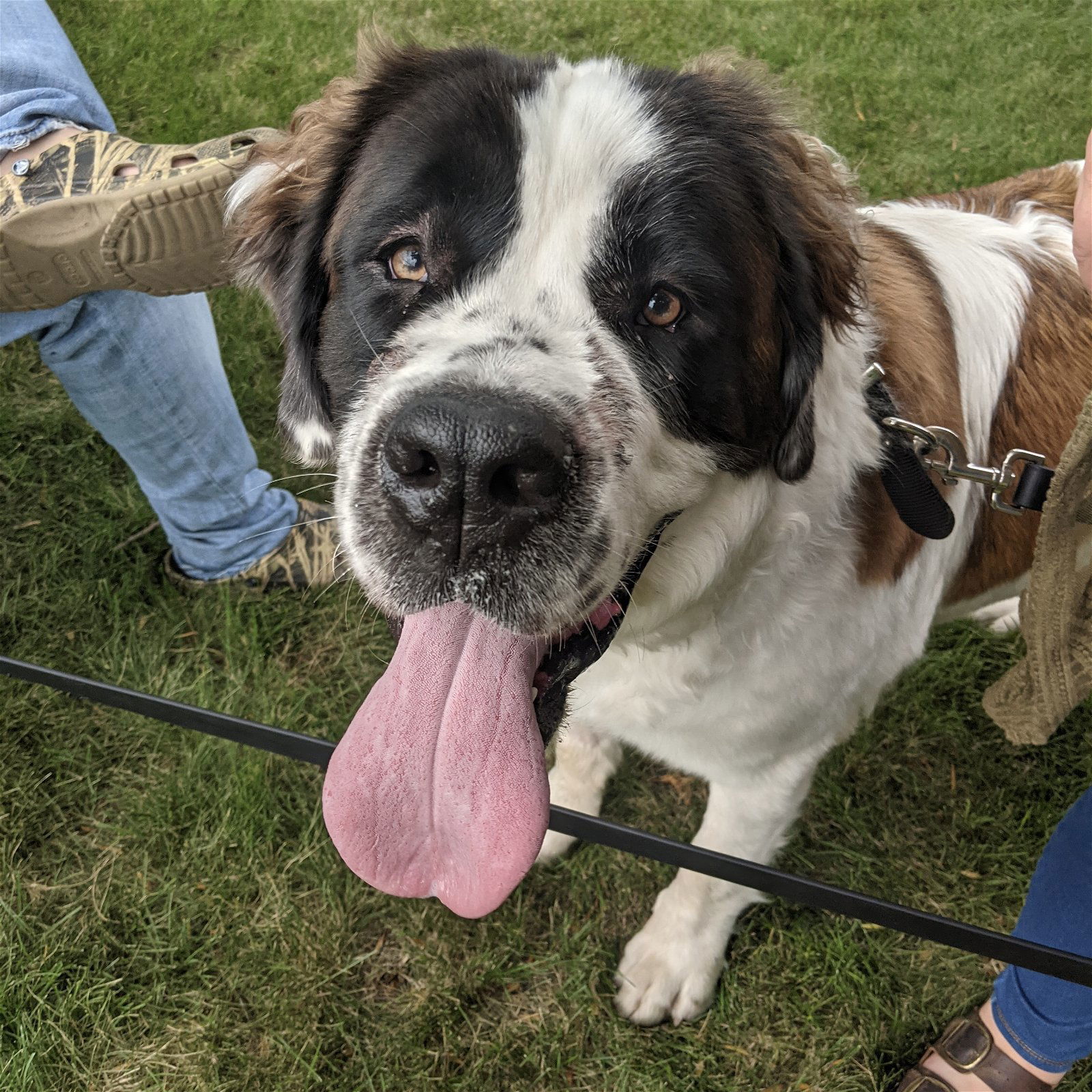 Summit, an adoptable Saint Bernard in Fargo, ND, 58103 | Photo Image 3