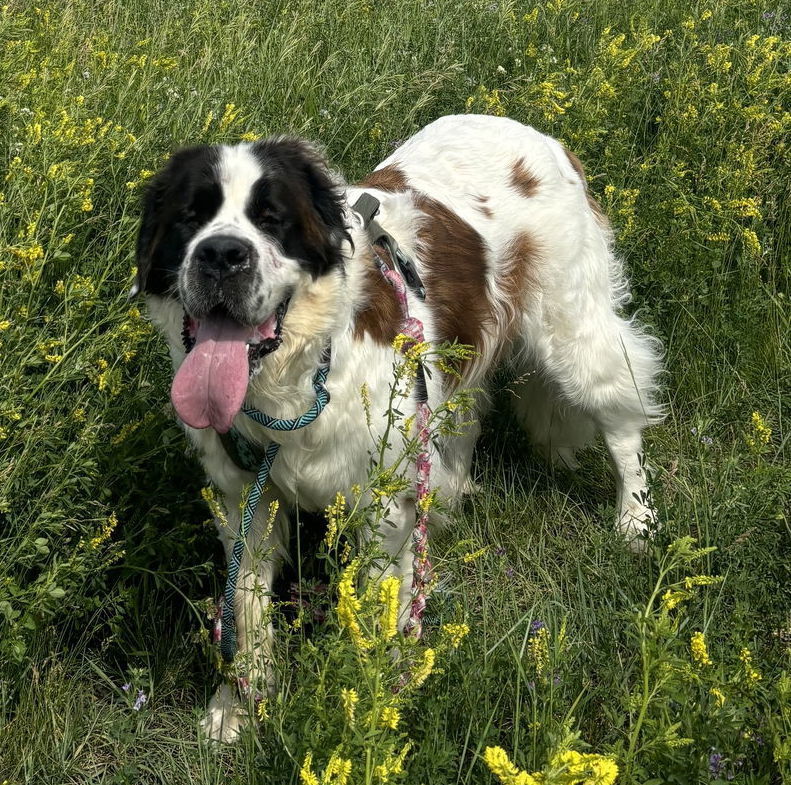 Summit, an adoptable Saint Bernard in Fargo, ND, 58103 | Photo Image 3
